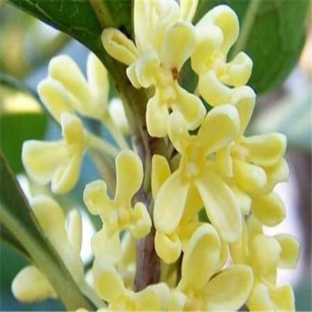 Osmanthus Absolute Oil  1